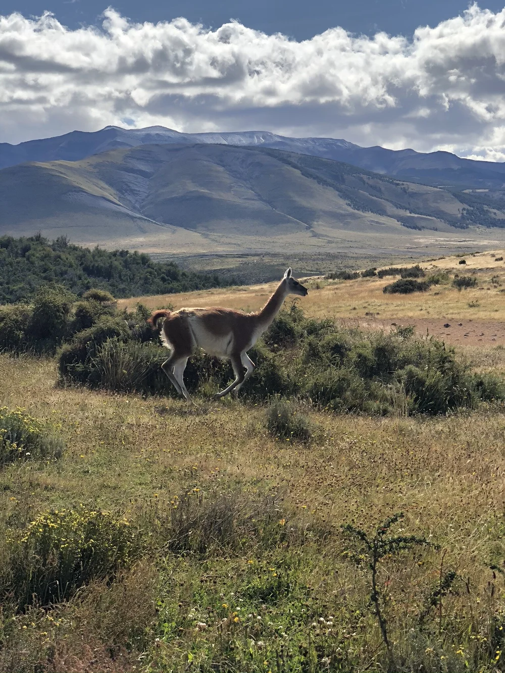Guanacos