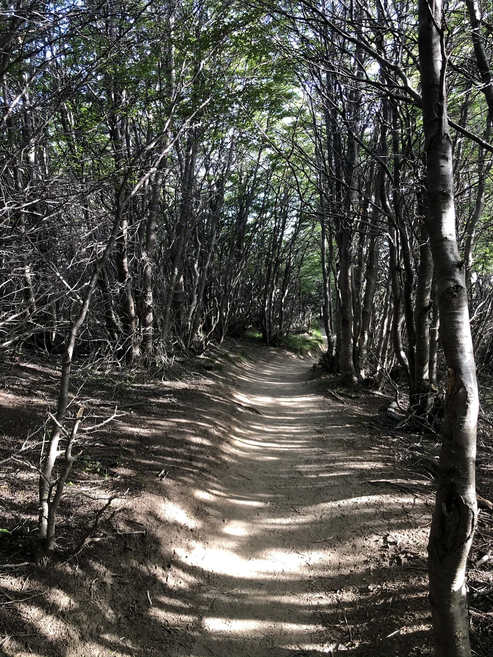 Lots of trees on the trail