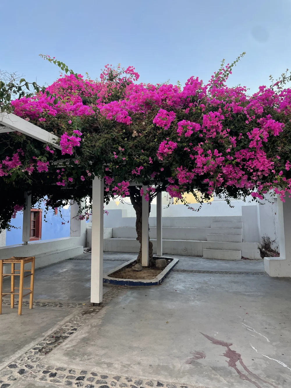 Bougainvillea flowers