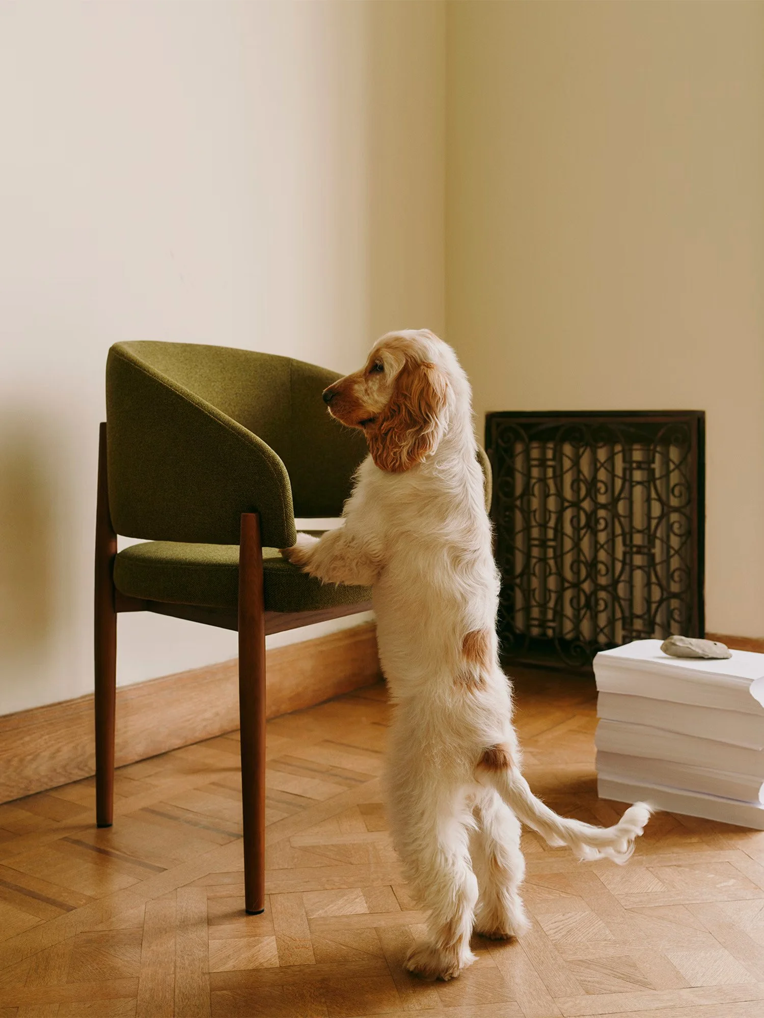 2025-04-BA-WESTWING-CHAIRS-08-Nemo-DOG-2506.jpg