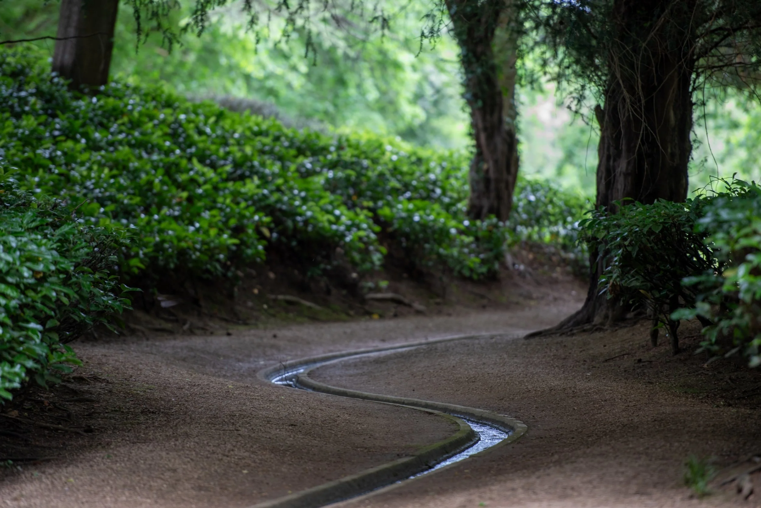 A narrow stone rill winding in an S-curve along a shaded gravel path at Rousham, between glossy evergreen shrubs and old yew trees.