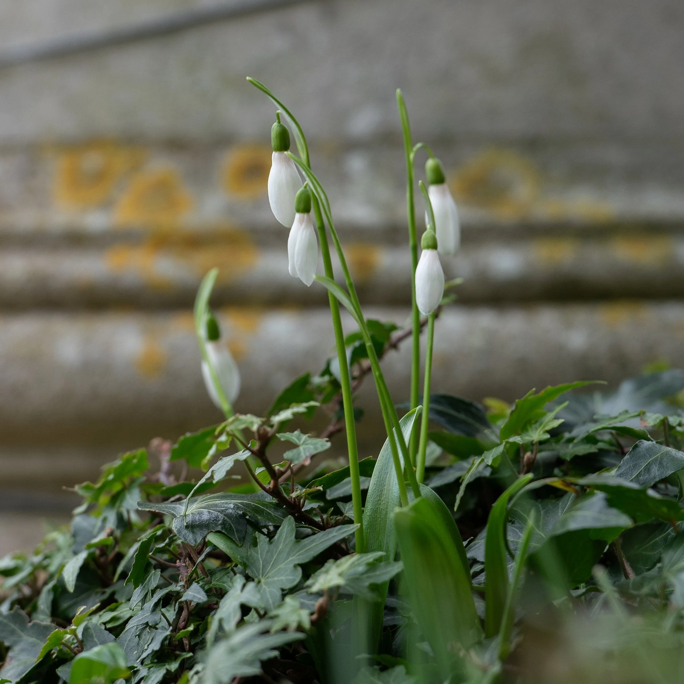 Snowdrops emerging through a bed of ivy at the base of weathered stone steps.