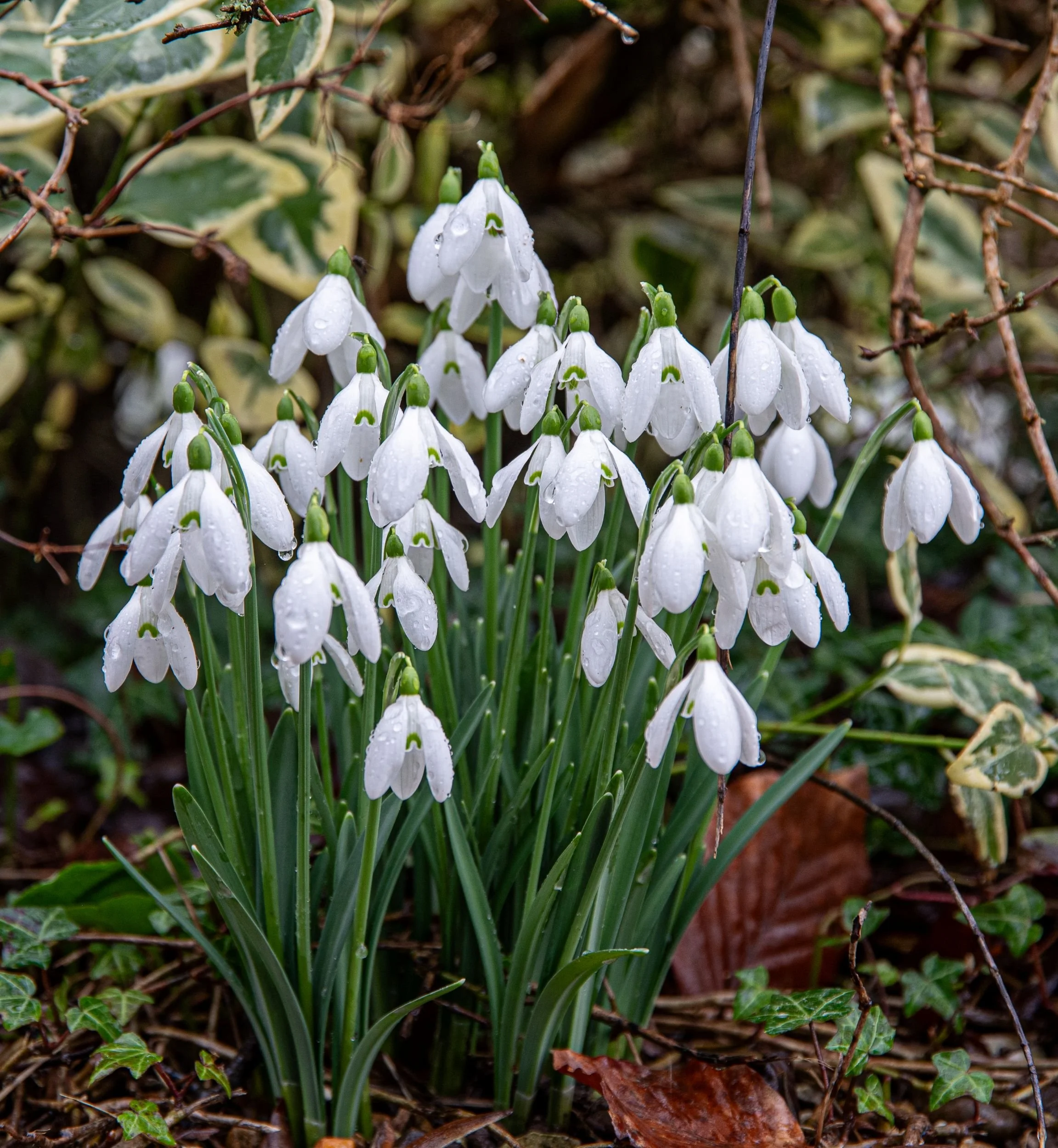 Cluster of snowdrops in front of variegated ivy foliage at Welford Park