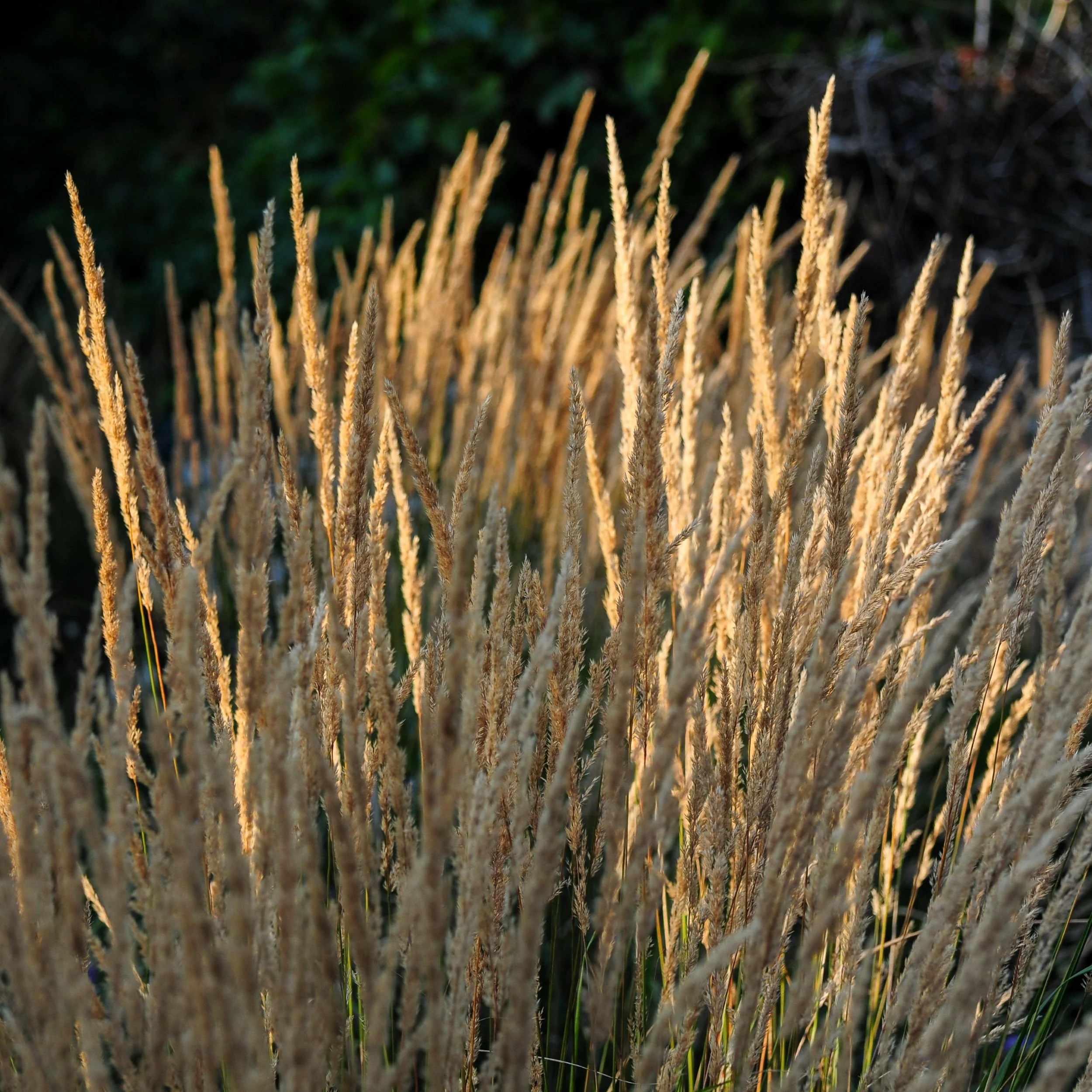 Backlit plumes of Calamagrostis 'Karl Foerster' grass glow golden in a London country garden border. JaneShanksterGardenDesign.co.uk.

Caught in low evening light, the feathery seed heads of Calamagrostis 'Karl Foerster' turn almost translucent, each