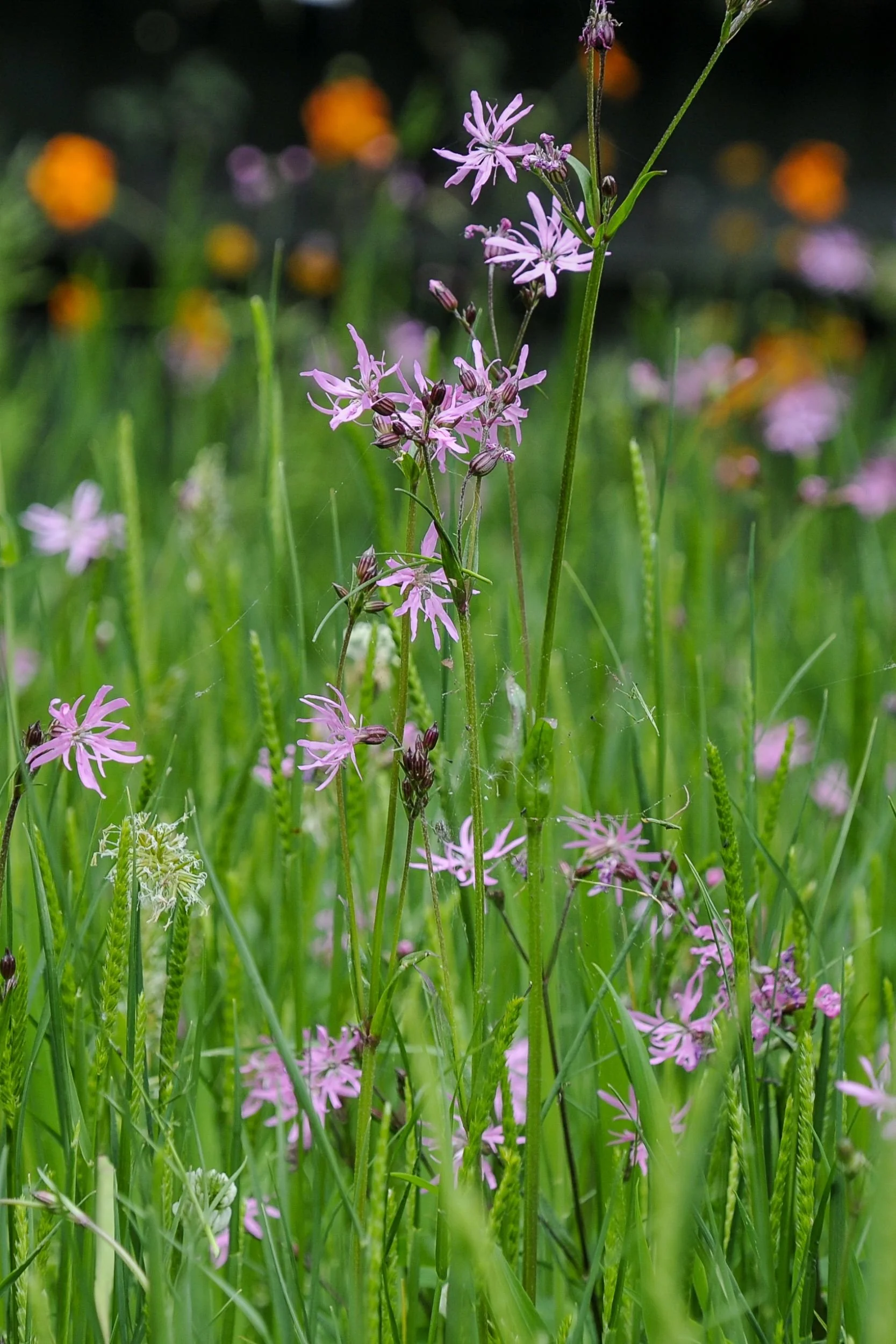 Pink ragged robin (Lychnis flos-cuculi) flowers grow through a wild flower meadow area in a Raynes Park garden meadow. JaneShanksterGardenDesign.co.uk

The frilled pink petals of ragged robin rise through soft meadow grass, with blurred orange poppie