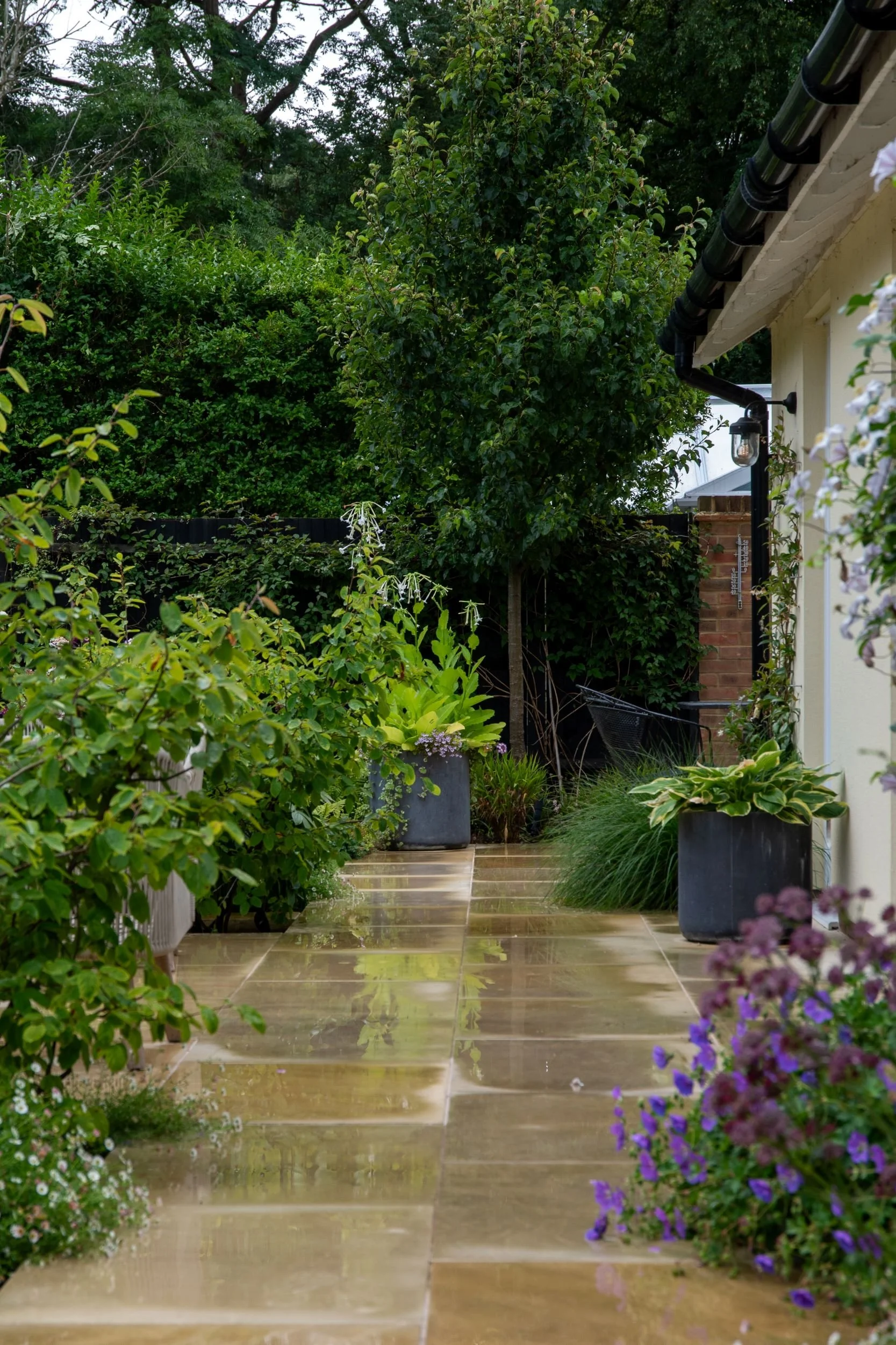 A glistening sandstone path runs beside the house in a Surrey country garden after rain, lined with dark slate planters holding hostas and ornamental grasses, with purple campanula, small-leaved shrubs and mature trees creating a lush green canopy ov