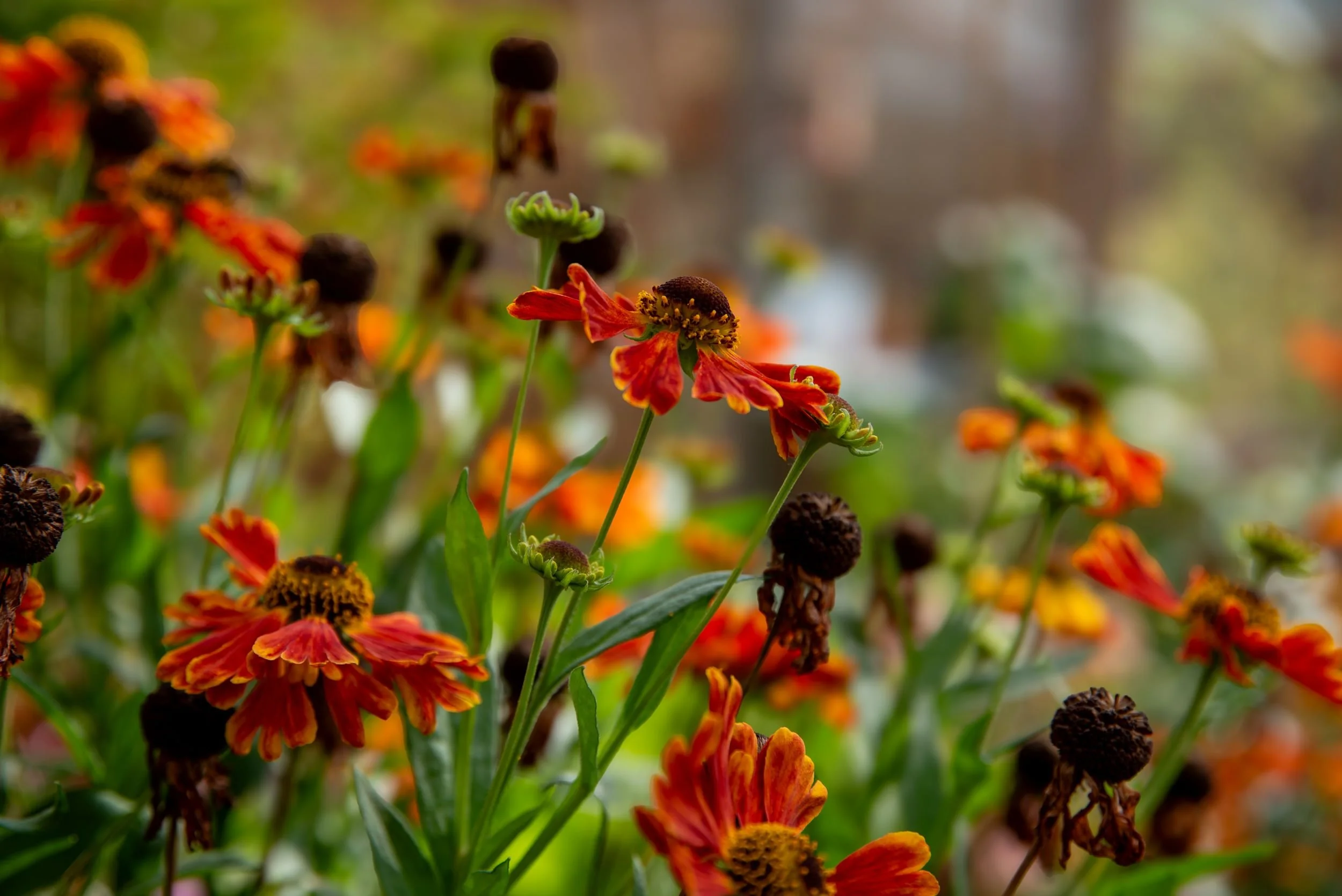 Close-up of Helenium 'Waldtraut' in shades of red and gold, with seed heads forming among the open flowers.

Close-up of red and orange Helenium flowers with dark seed heads, on green stems. Designed by JaneShanksterGardenDesign.co.uk