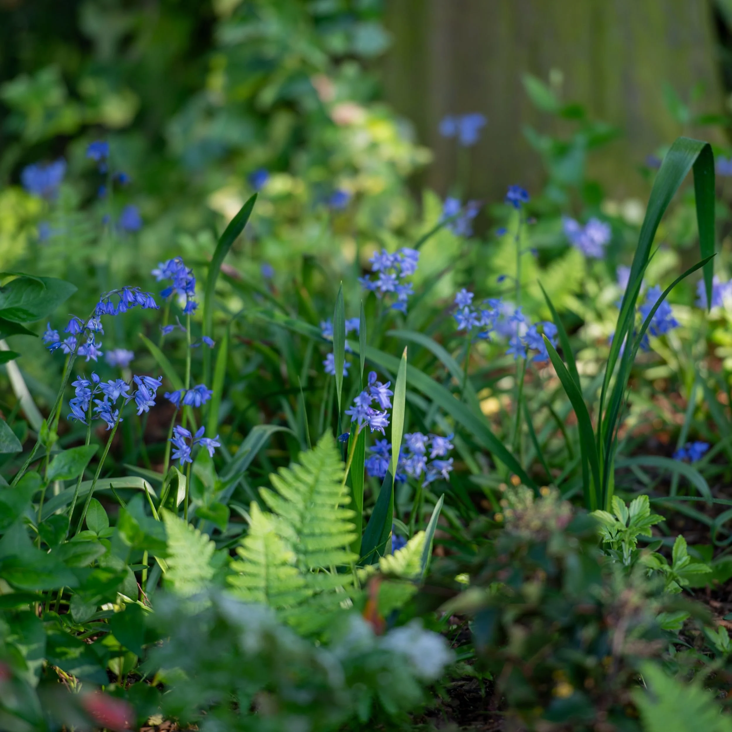 Bluebells and ferns carpeting the woodland floor in the Queen Elizabeth II Garden