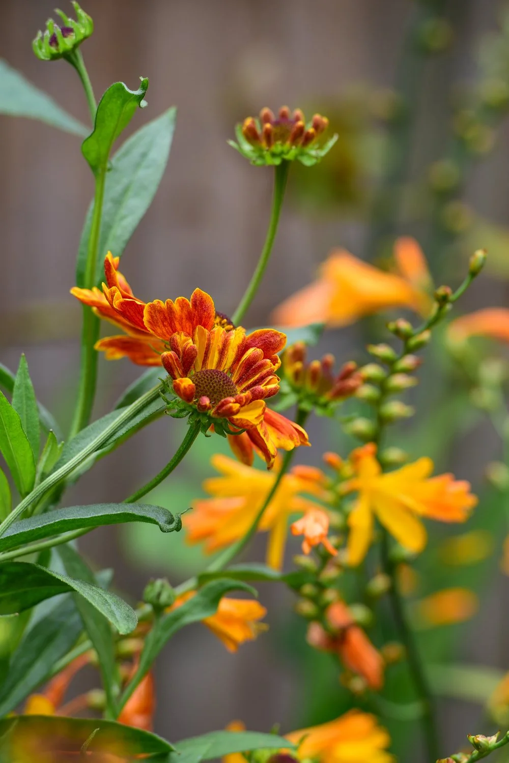 Orange helenium and crocosmia flowers in Wimbledon garden border by Jane Shankster Garden Design

Fiery orange and red helenium blooms mingle with the arching flower spikes of crocosmia, bringing warm late-summer colour to this Wimbledon garden borde