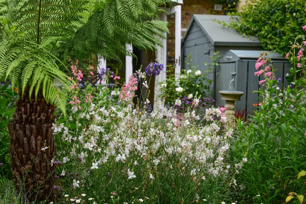 Tree fern with gaura and penstemon planting in Wimbledon garden by Jane Shankster Garden Design

A mature tree fern presides over a frothy planting of white gaura and pink penstemon, with a painted garden shed and stone bird bath visible beyond. This