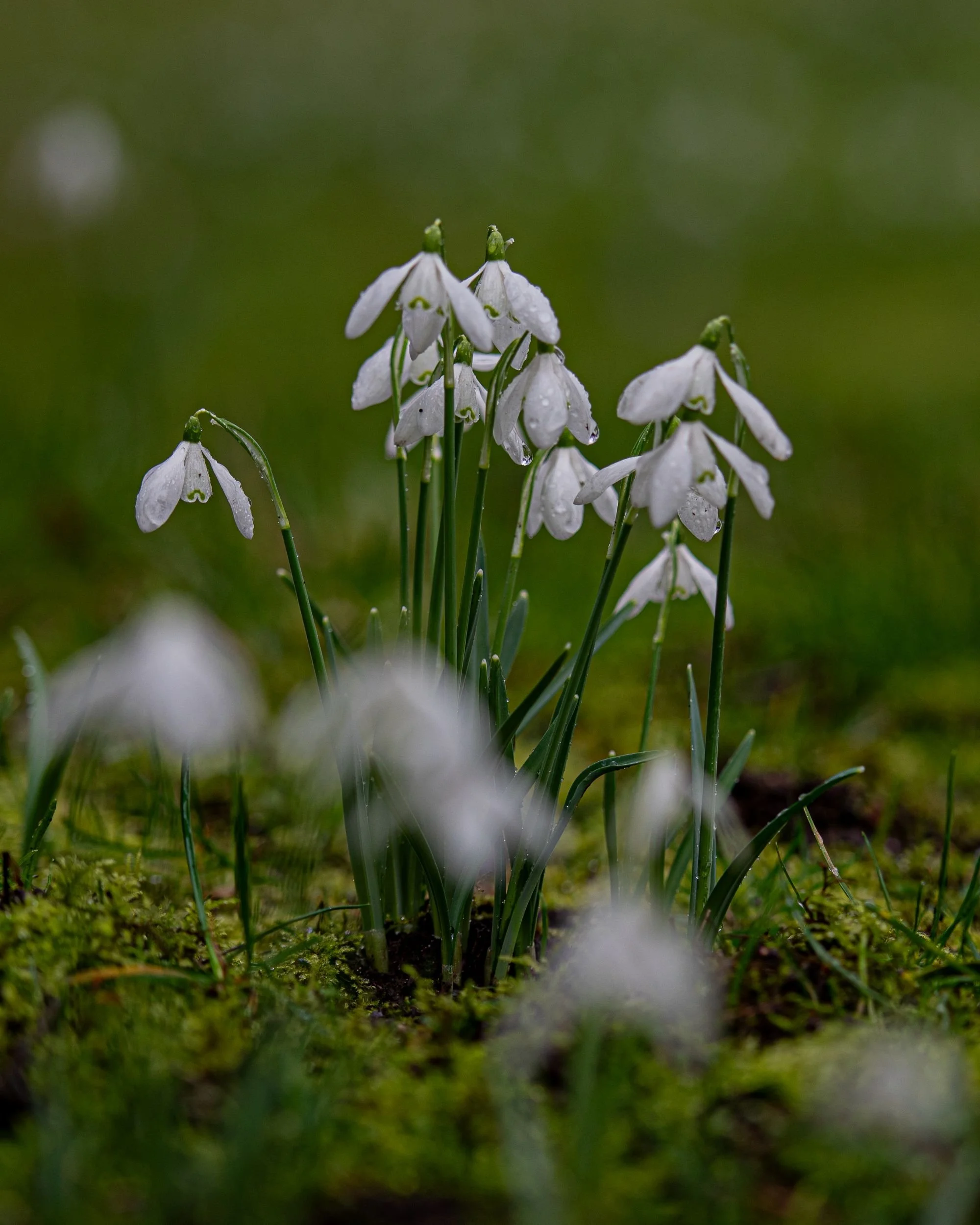 Snowdrop cluster with soft blurred snowdrops in the foreground at Welford Park