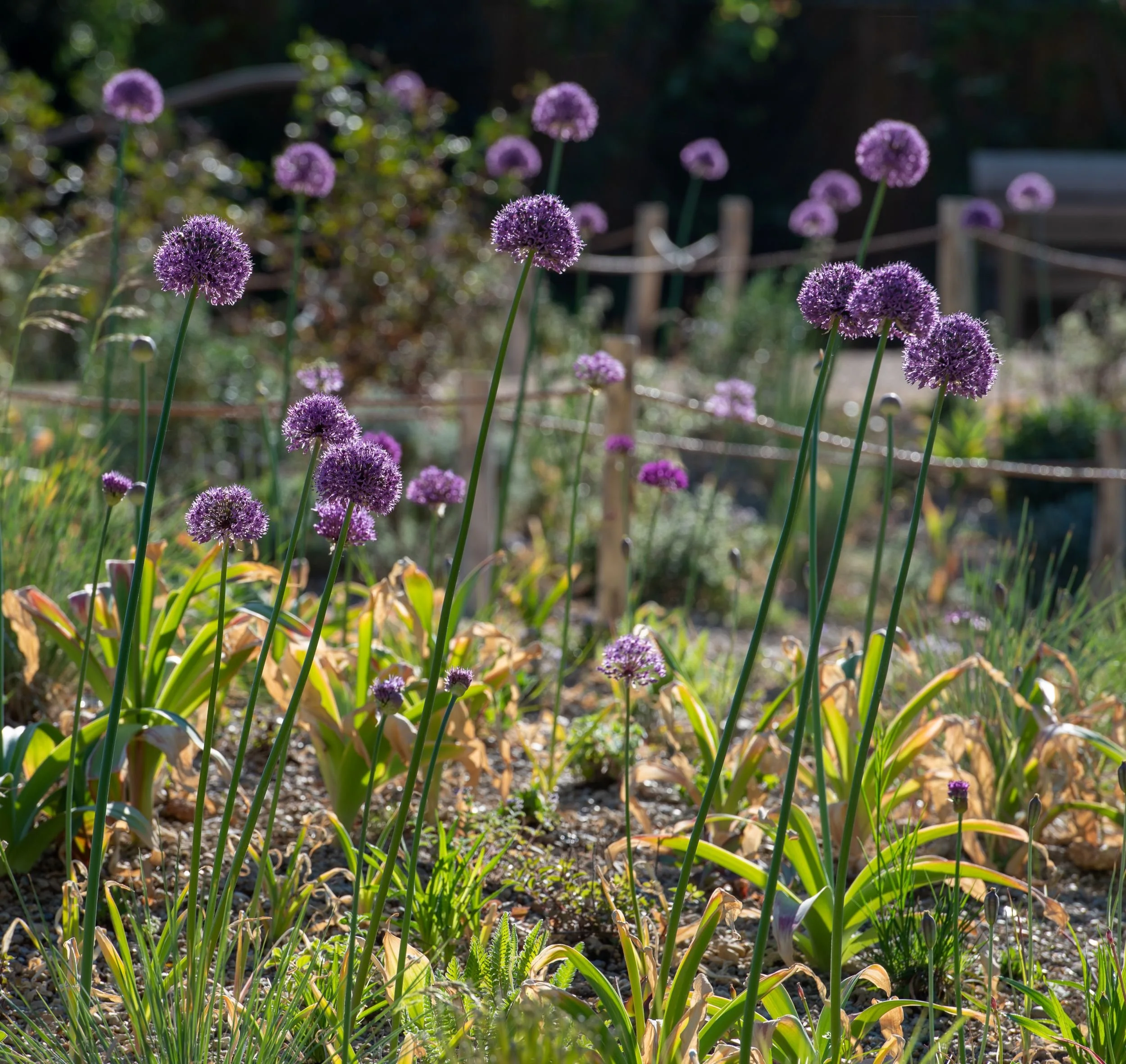 Mixed perennial border with alliums and ornamental grasses in the Queen Elizabeth II Garden