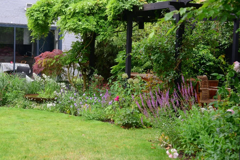 Pink lupins, purple salvia and white astrantia fill a sunny border leading towards a wooden bench beneath a wisteria-draped pergola in a Teddington garden, with a red acer and the house visible behind. JaneShanksterGardenDesign.co.uk.

Bathed in suns
