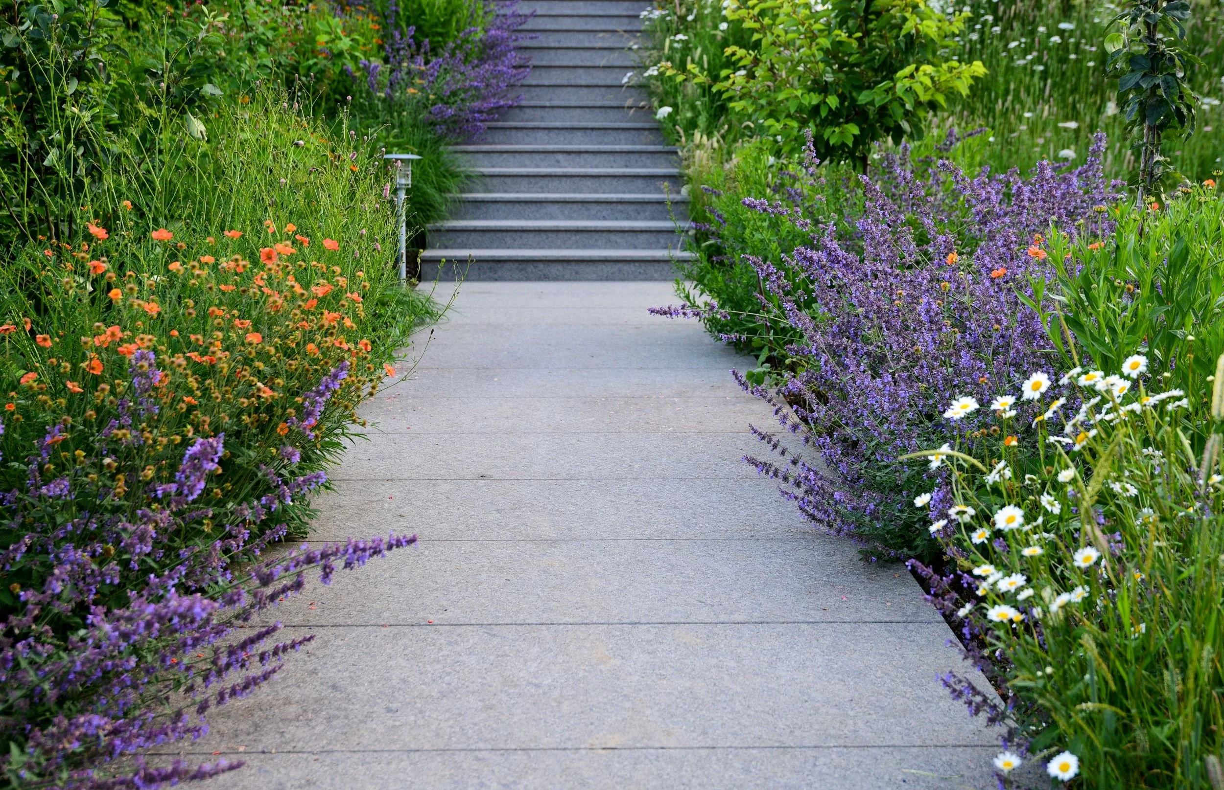 A granite path bordered by nepeta, geums and ox-eye daisies leads up a flight of steps in a Raynes Park garden. JaneShanksterGardenDesign.co.uk.

This path shows the planting at its most generous, nepeta and daisies spilling right over the paving edg