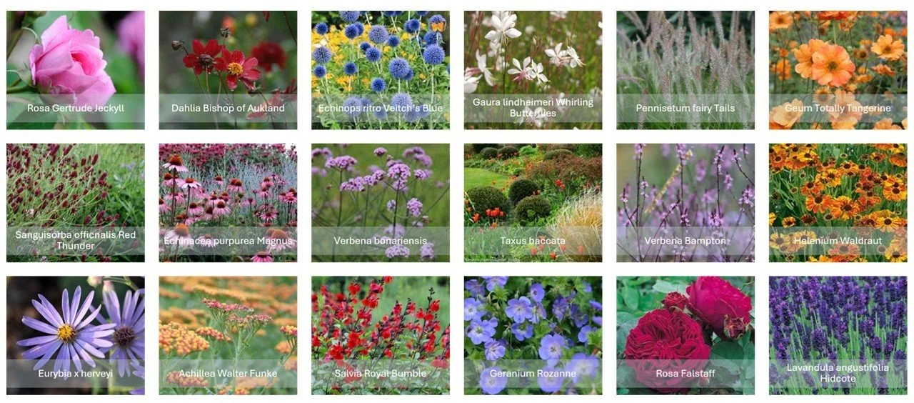 Colourful palette of plants for a Surrey border designed by Jane Shankster Garden Design.

Bright and colourful perennials and shrubs for this colourful border design in Surrey.