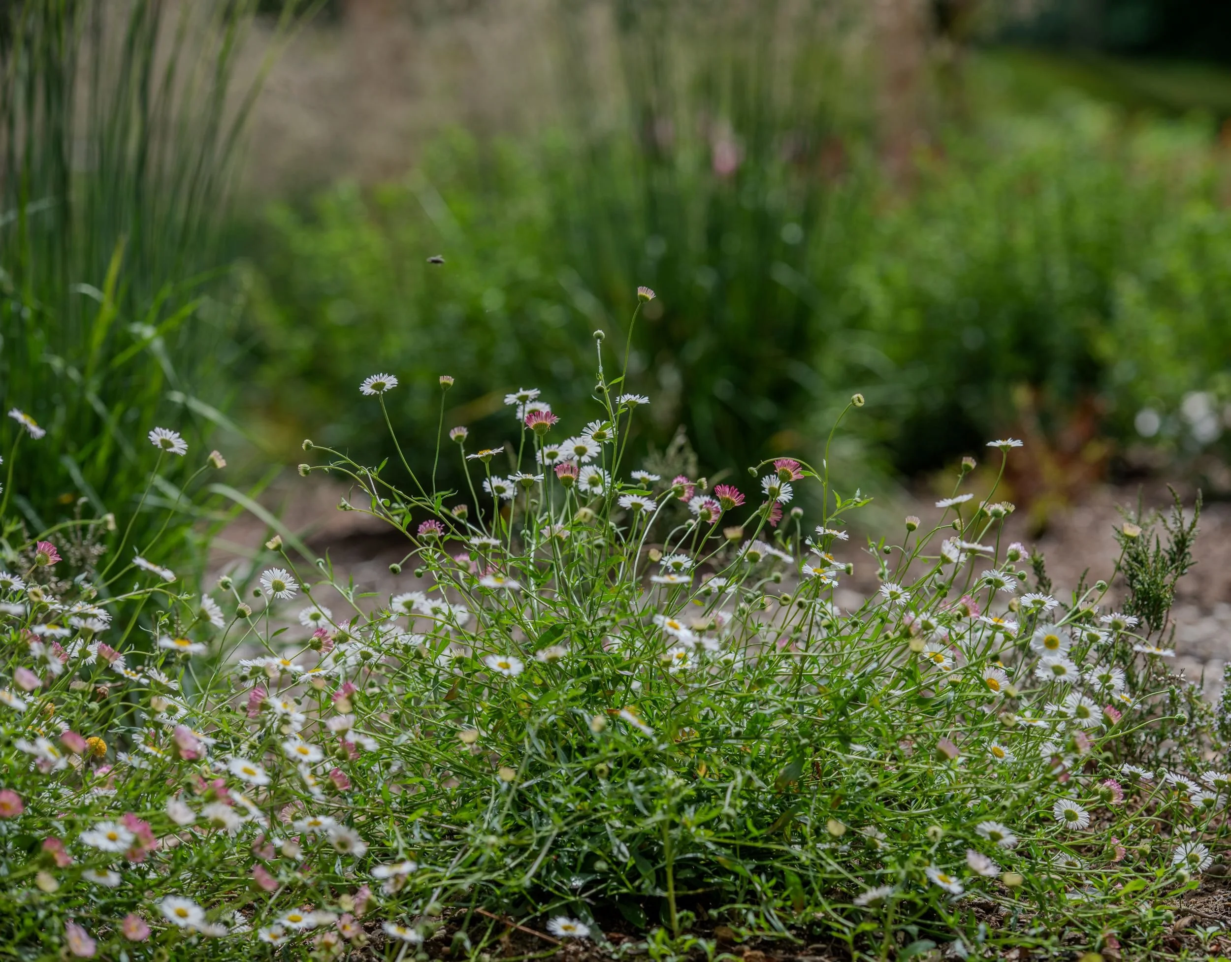 A close ground-level view of white and pale pink erigeron daisy flowers spilling across a mulched border in a Surrey nature garden, with ornamental grasses and other perennials in the background. 

ArthurRoadLandscapes.co.uk.Shot at ground level, thi