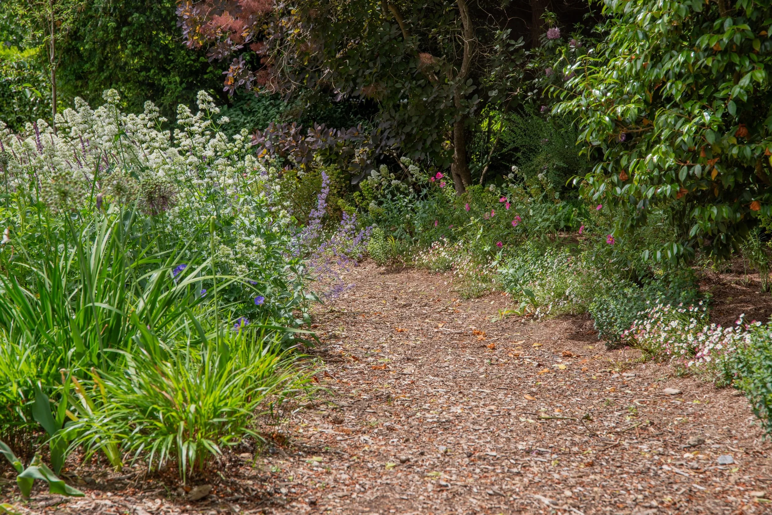 A winding bark mulch path through naturalistic planting of white centranthus, purple nepeta and pink cistus in a Surrey nature garden, with woodland and dark-leaved shrubs behind. ArthurRoadLandscapes.co.uk.

A winding bark path draws you through the