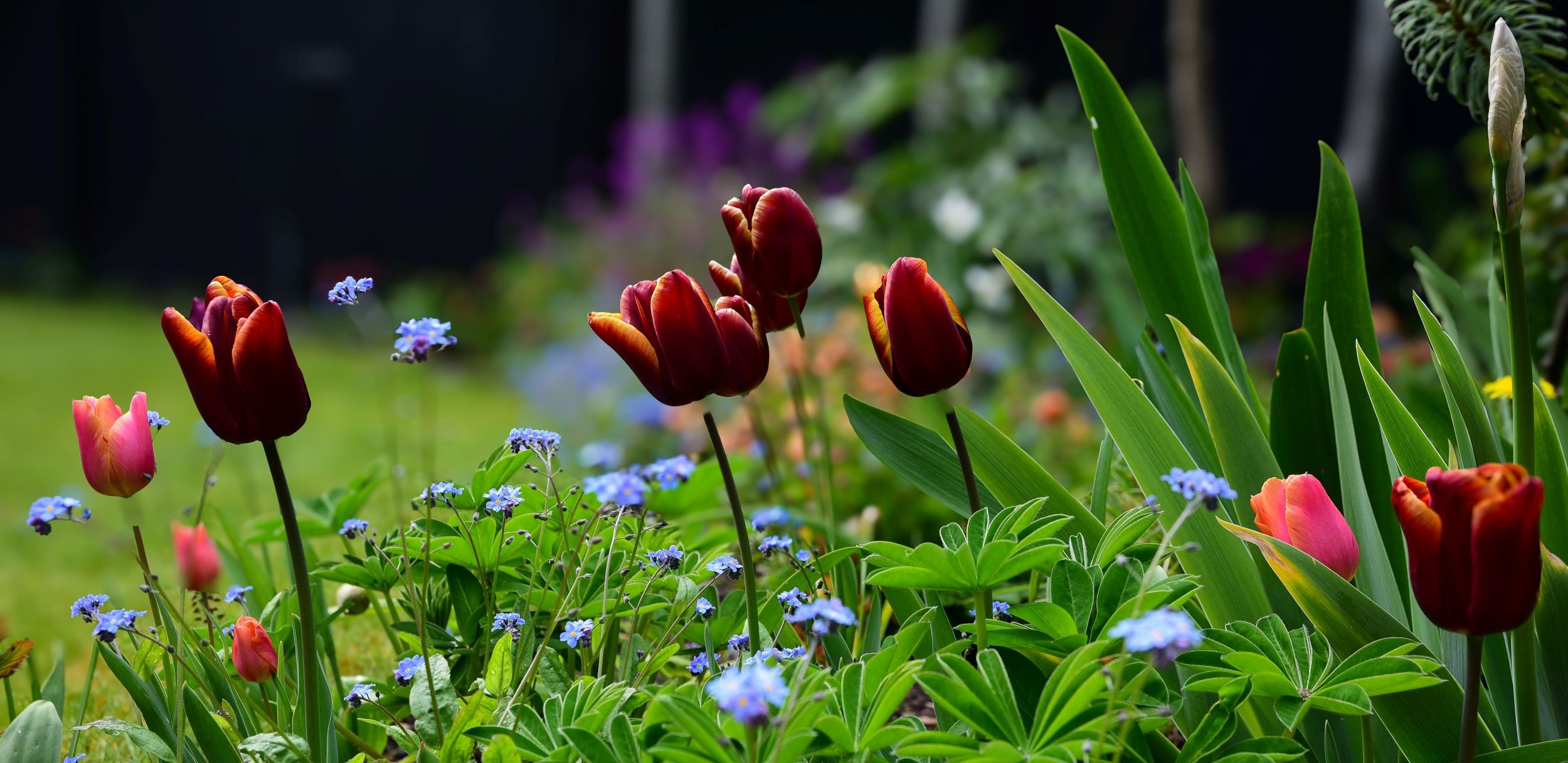 teddington-flower-garden-tulipa-slawa-forget-me-nots-close-up.jpg.jpg