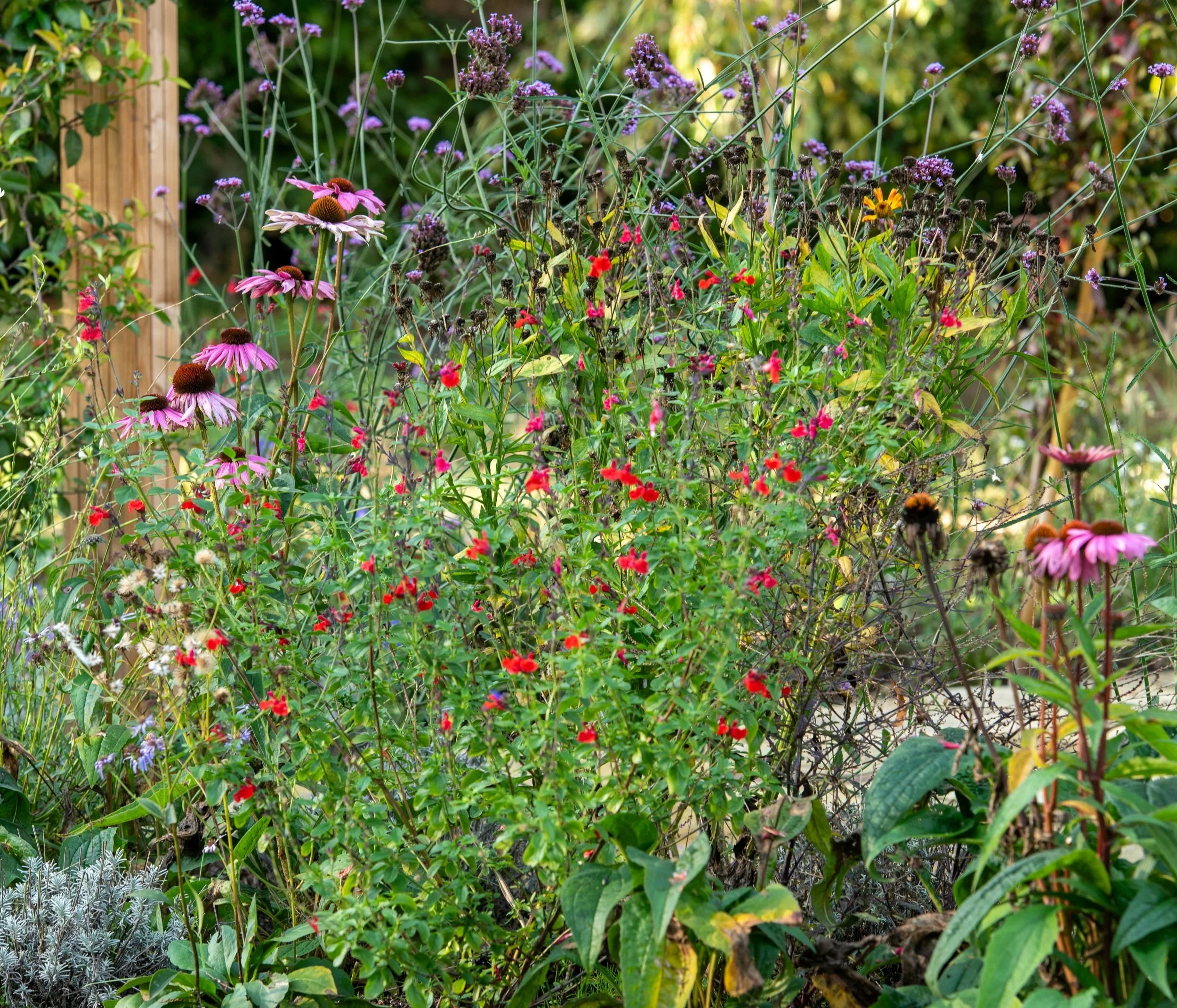 Echinacea Magnus with pink coneflowers, Surrey garden by Jane Shankster Garden Design

The large pink daisy-like flowers of Echinacea 'Magnus' rise above a tangle of salvia and verbena, their prominent seed heads adding structure as the blooms fade. 