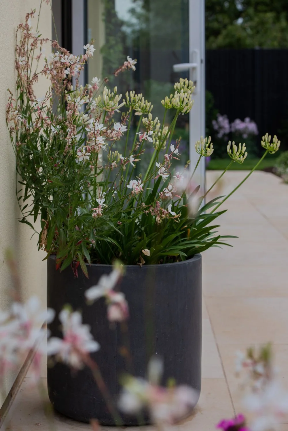 A dark cylindrical planter outside bifold doors holds a lush combination of white gaura and budding agapanthus stems in a Surrey country garden, with soft purple flowers visible in the background. ArthurRoadLandscapes.co.uk.

Airy white gaura flowers