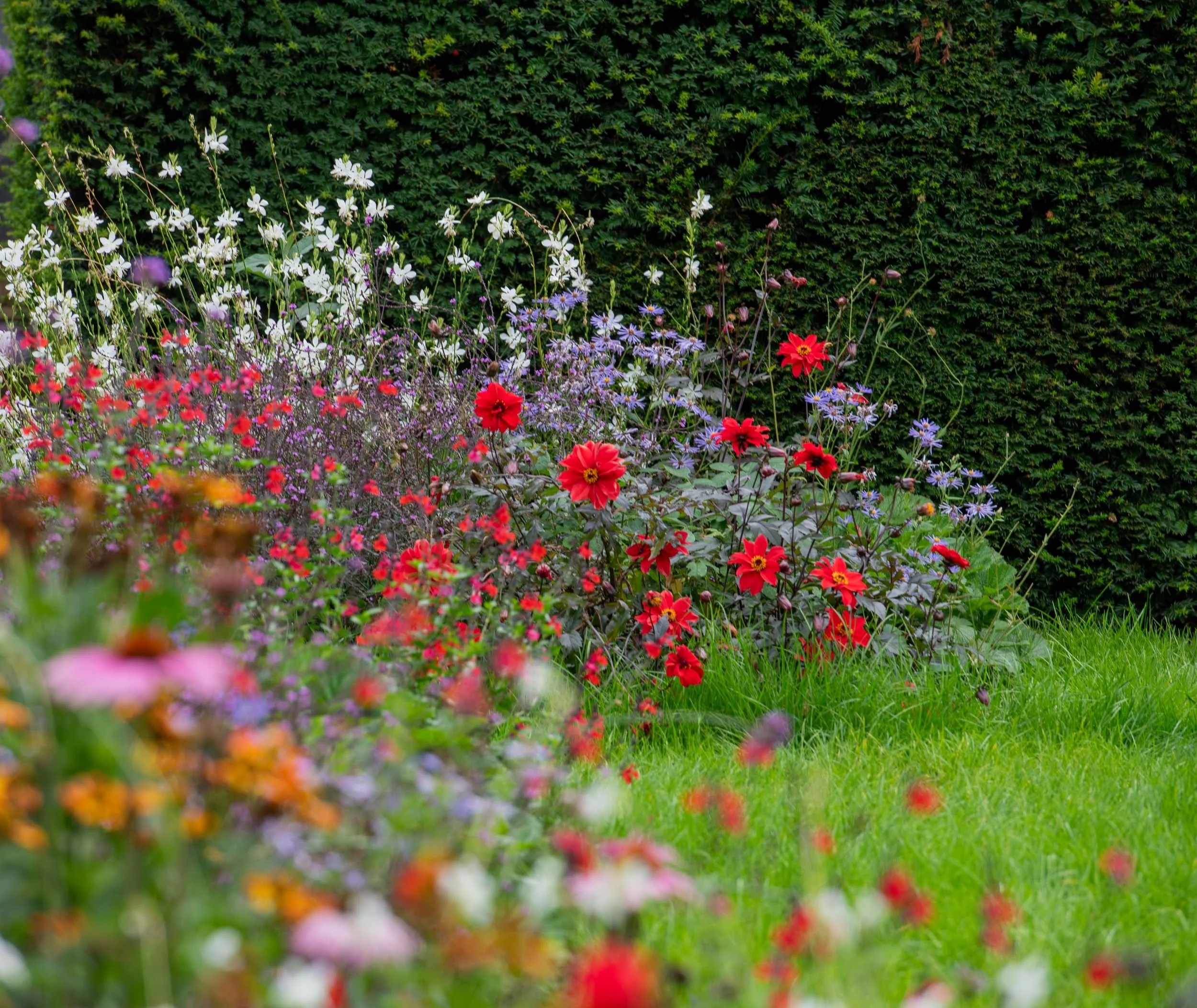 Echinacea Magnus with pink coneflowers, Surrey garden by Jane Shankster Garden Design

The large pink daisy-like flowers of Echinacea 'Magnus' rise above a tangle of salvia and verbena, their prominent seed heads adding structure as the blooms fade. 