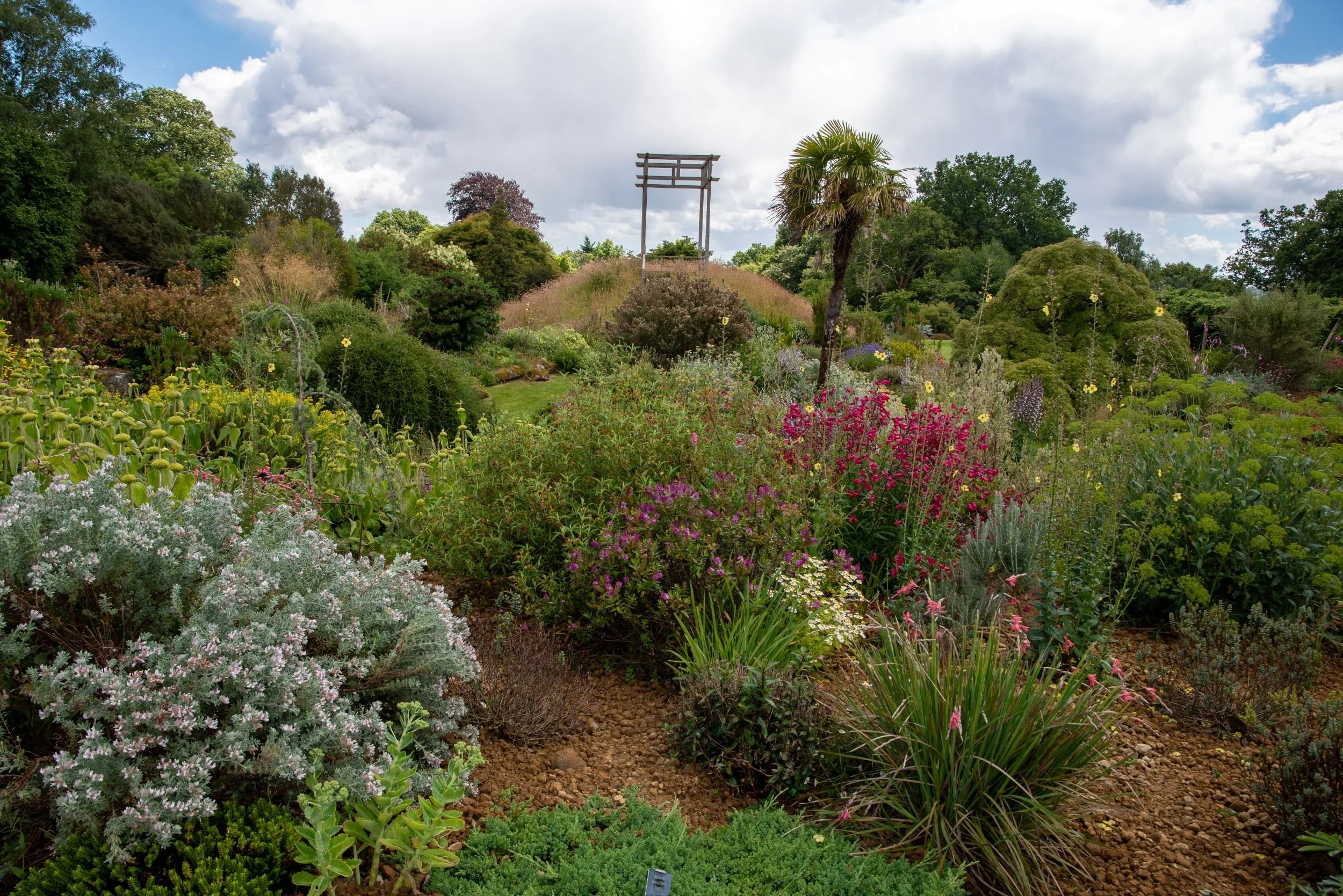 Exotic border at Nymans with a windmill palm, silvery-leaved shrubs and magenta penstemons in front of a grass-topped mound and wooden torii-style frame.