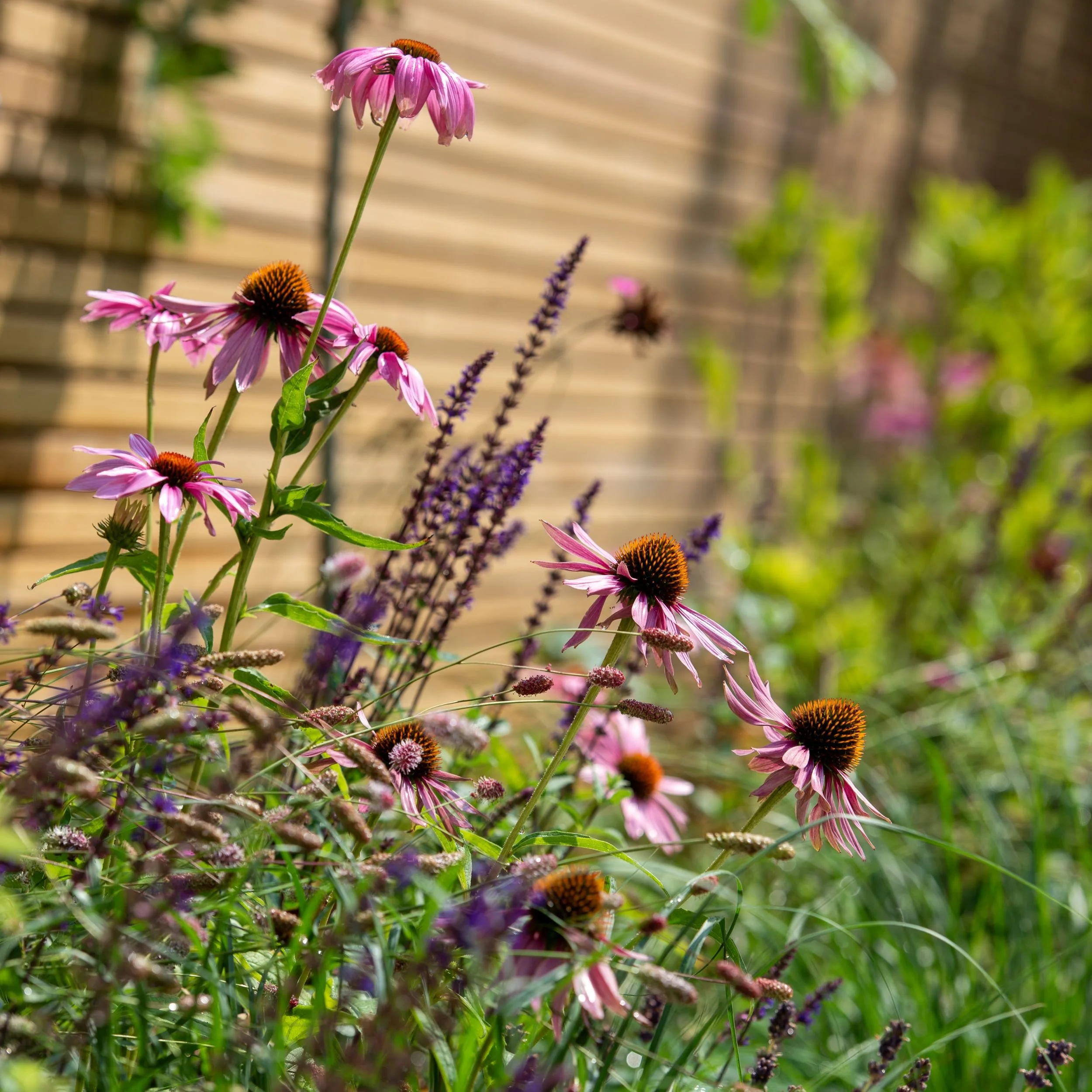 Pink echinacea and purple salvia flowers in property development garden border

A close-up of pink echinacea purpurea flowering alongside spikes of purple salvia, forming a naturalistic, wildlife-friendly planting scheme. The soft focus of timber fen