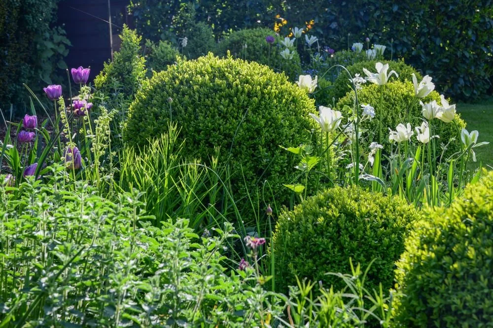 Rounded box topiary balls stand among white and purple tulips in a Berkshire country garden border. JaneShanksterGardenDesign.co.uk.

Structure and seasonality sit side by side here, sculpted box balls holding their shape through every month of the y