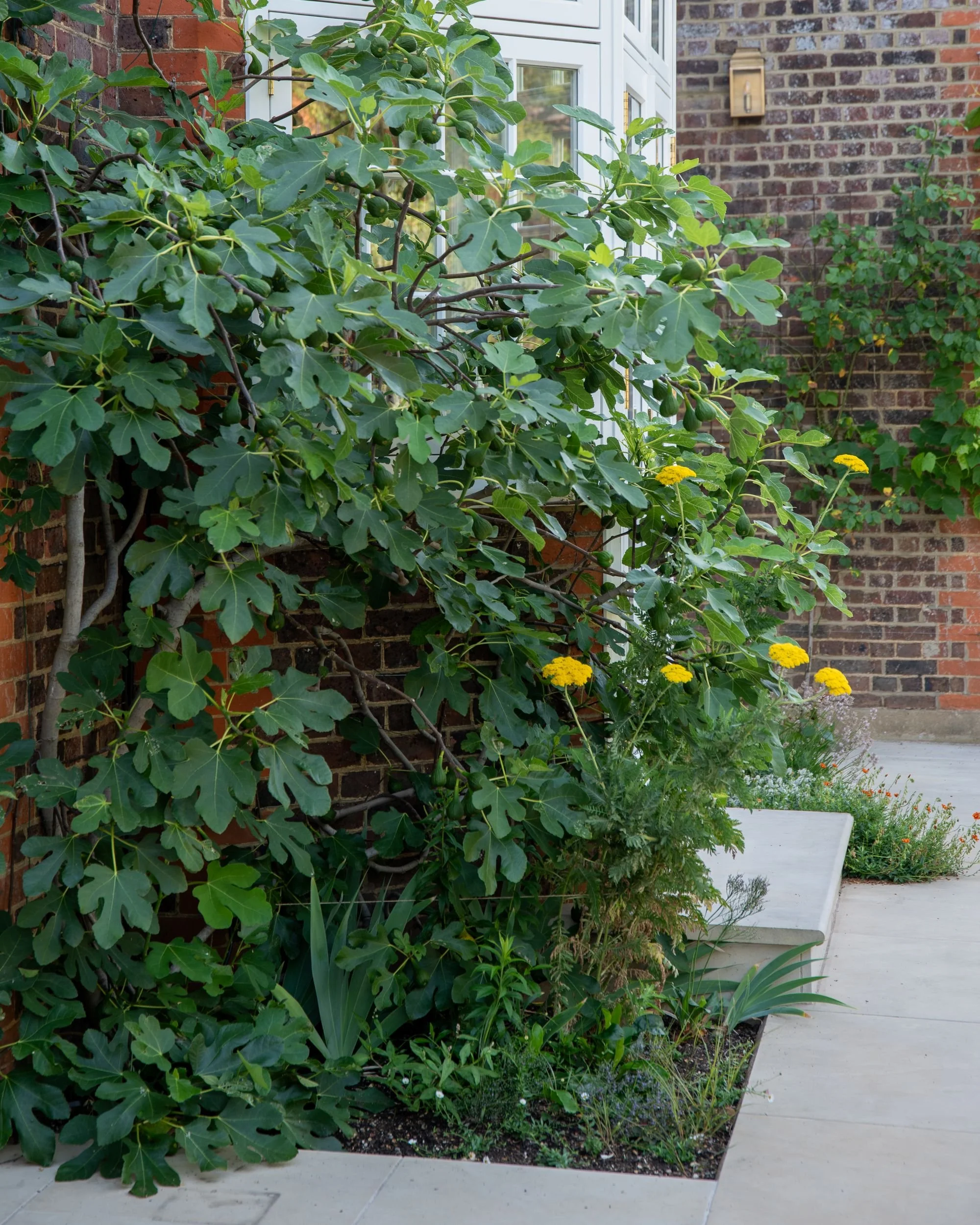 A fan-trained fig tree with ripening fruit climbs a brick wall beside French doors in a Wimbledon Village garden. JaneShanksterGardenDesign.co.uk

A fig tree is neatly trained against the brick wall of the house, its broad leaves and young fruit fram