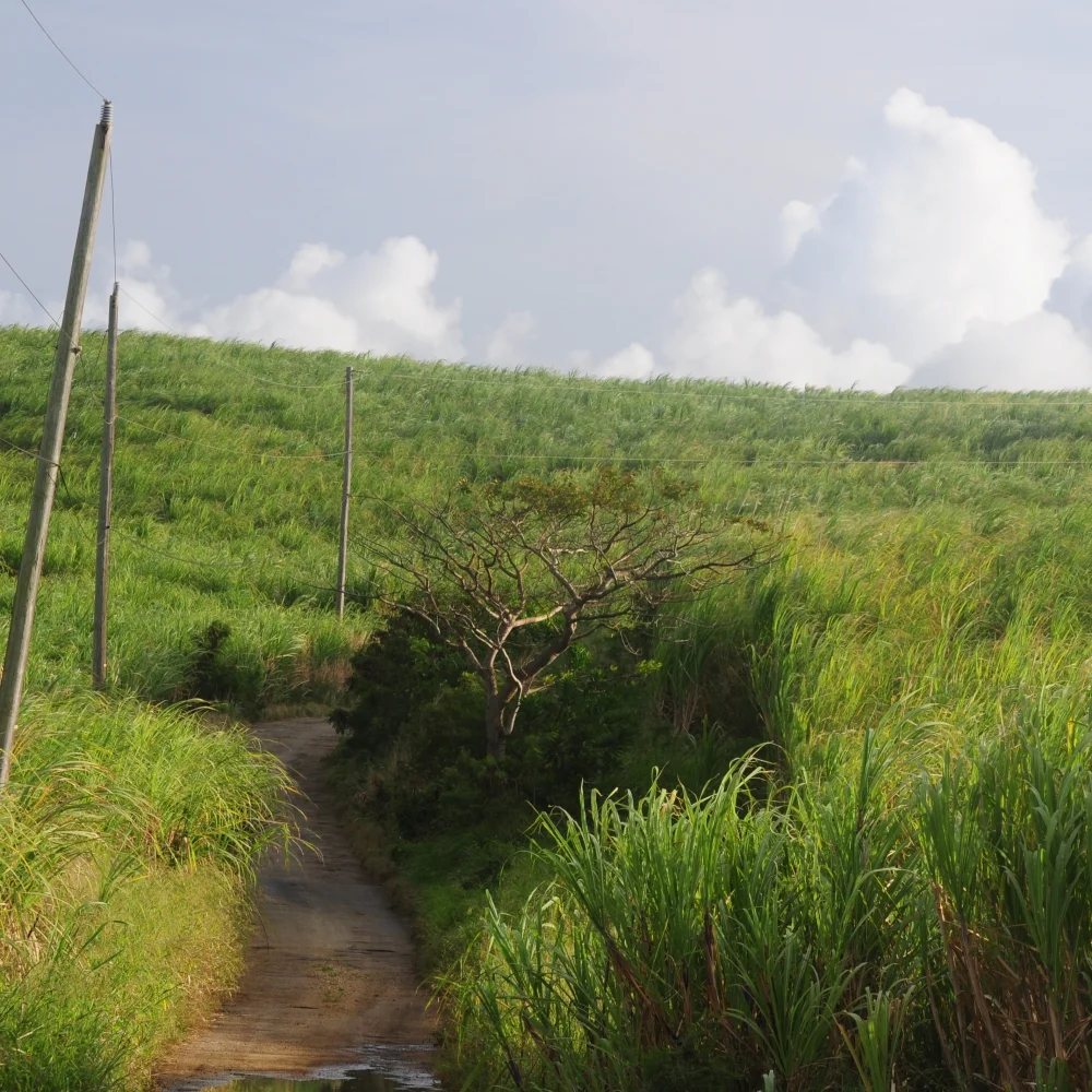 Cane fields Barbados Arthur Road Landscapes.jpg