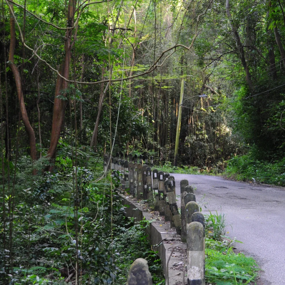 Whim Gully Barbados Arthur Road Landscapes.jpg