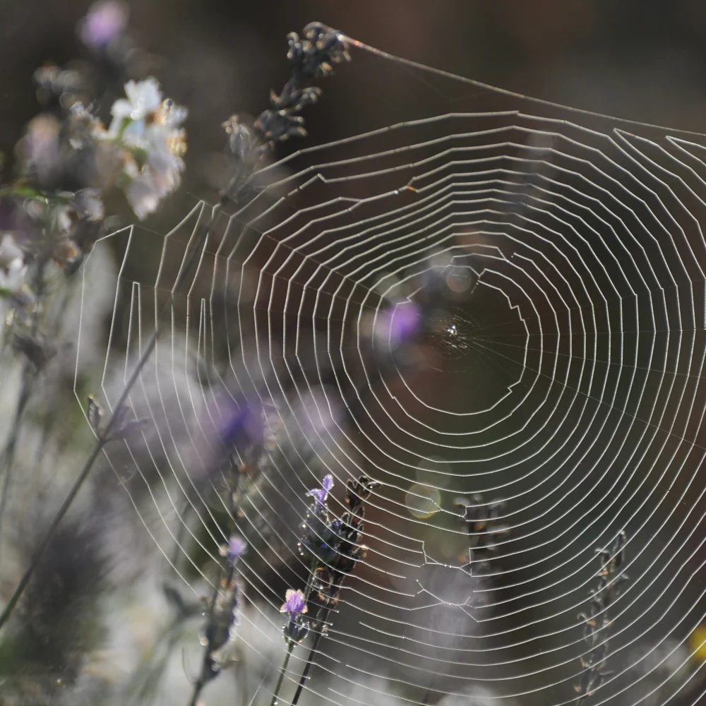 Hungry Cyclist cobweb Arthur Road Landscapes.jpg