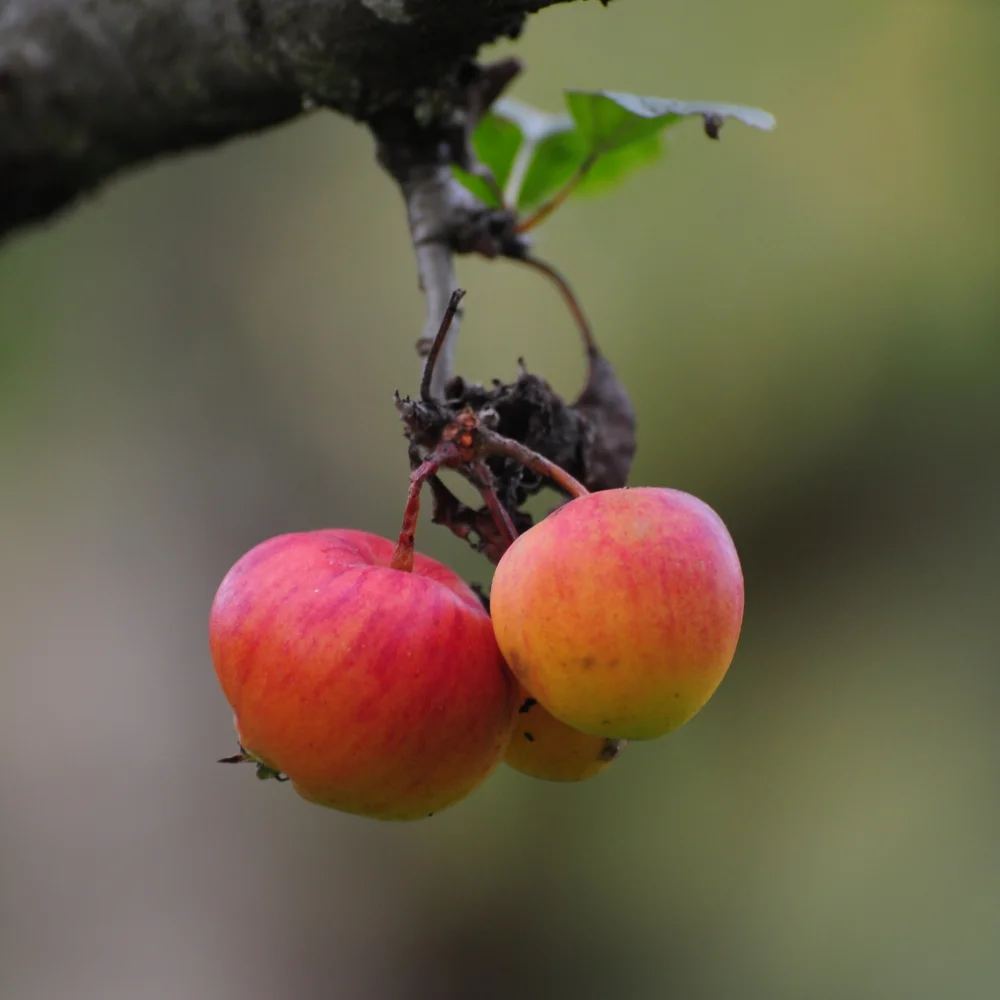 Hungry Cyclist apples Arthur Road Landscapes.jpg
