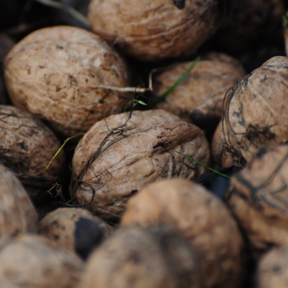 Hungry Cyclist walnuts Arthur Road Landscaoes.jpg