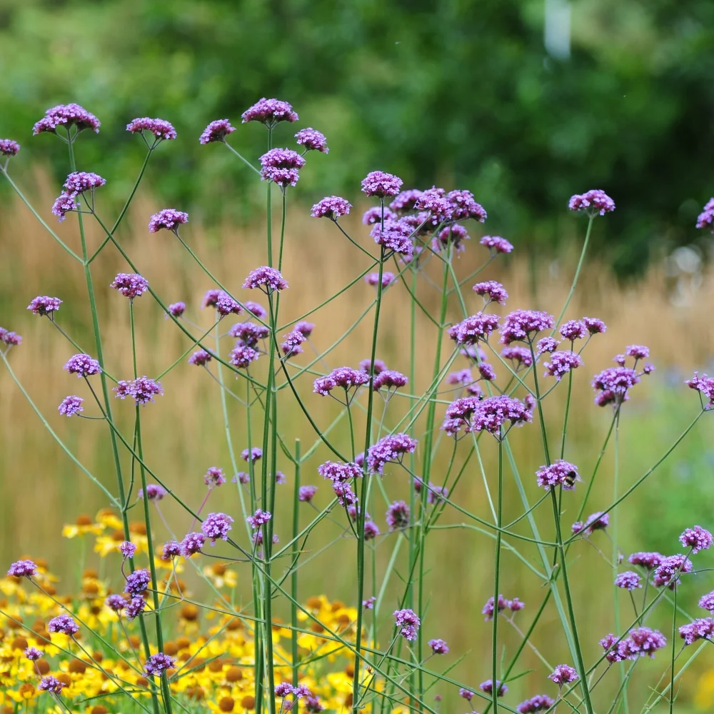 Verbena bonariensis Arthur Road Landscapes.jpg