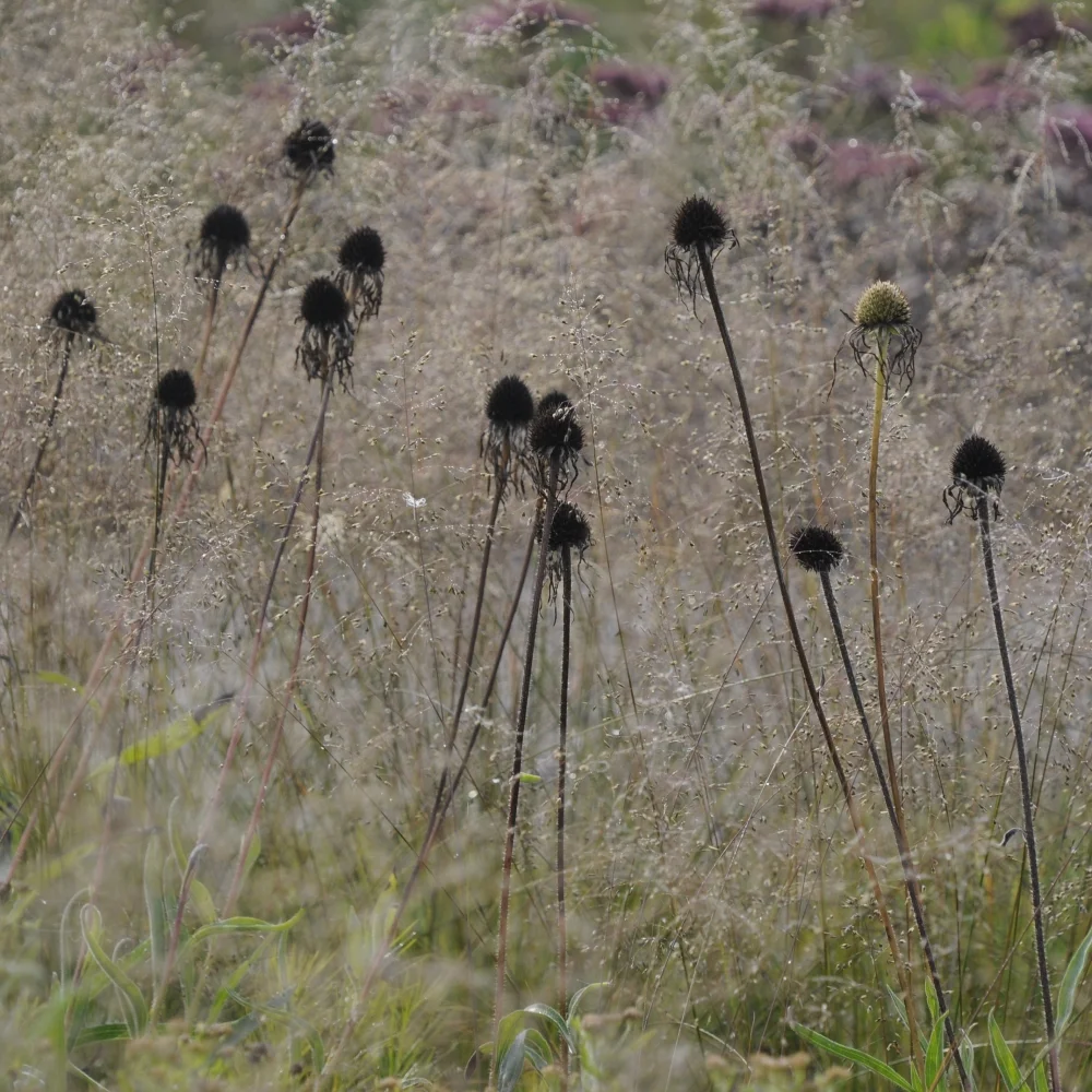 Hauser & Wirth 3 Arthur Road Landscapes.jpg