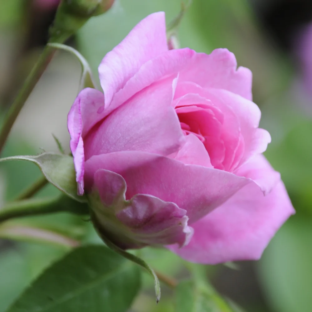 Rosa Gertrude Jeckyl Arthur Road Landscapes.jpg