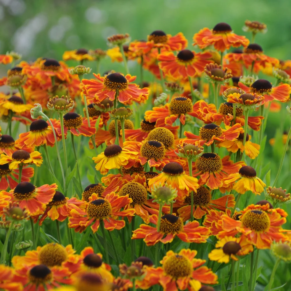 Helenium Moerheim Beauty Arthur Road Landscapes.jpg