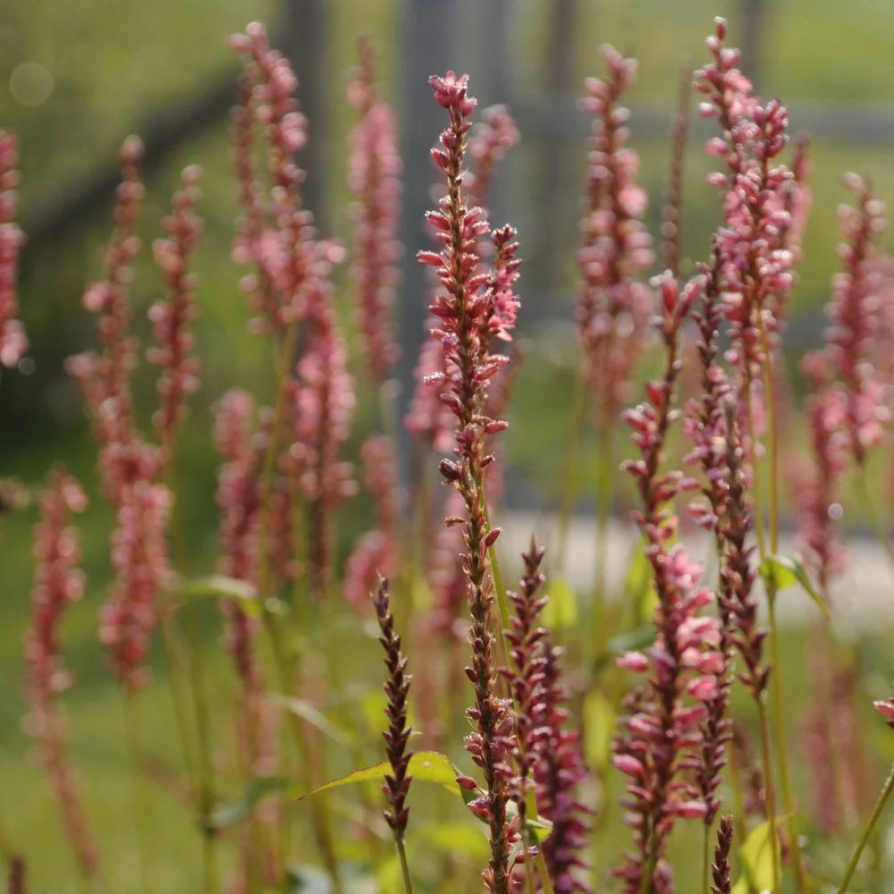 Persicaria amplexicaulis Firetail Arthur Road Landscapes.jpg
