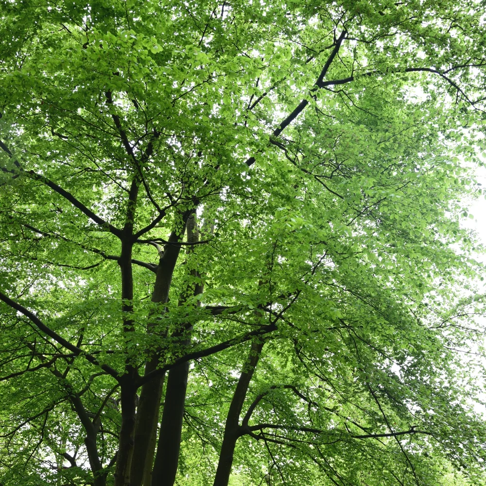 Beech tree Arthur Road Landscapes.jpg