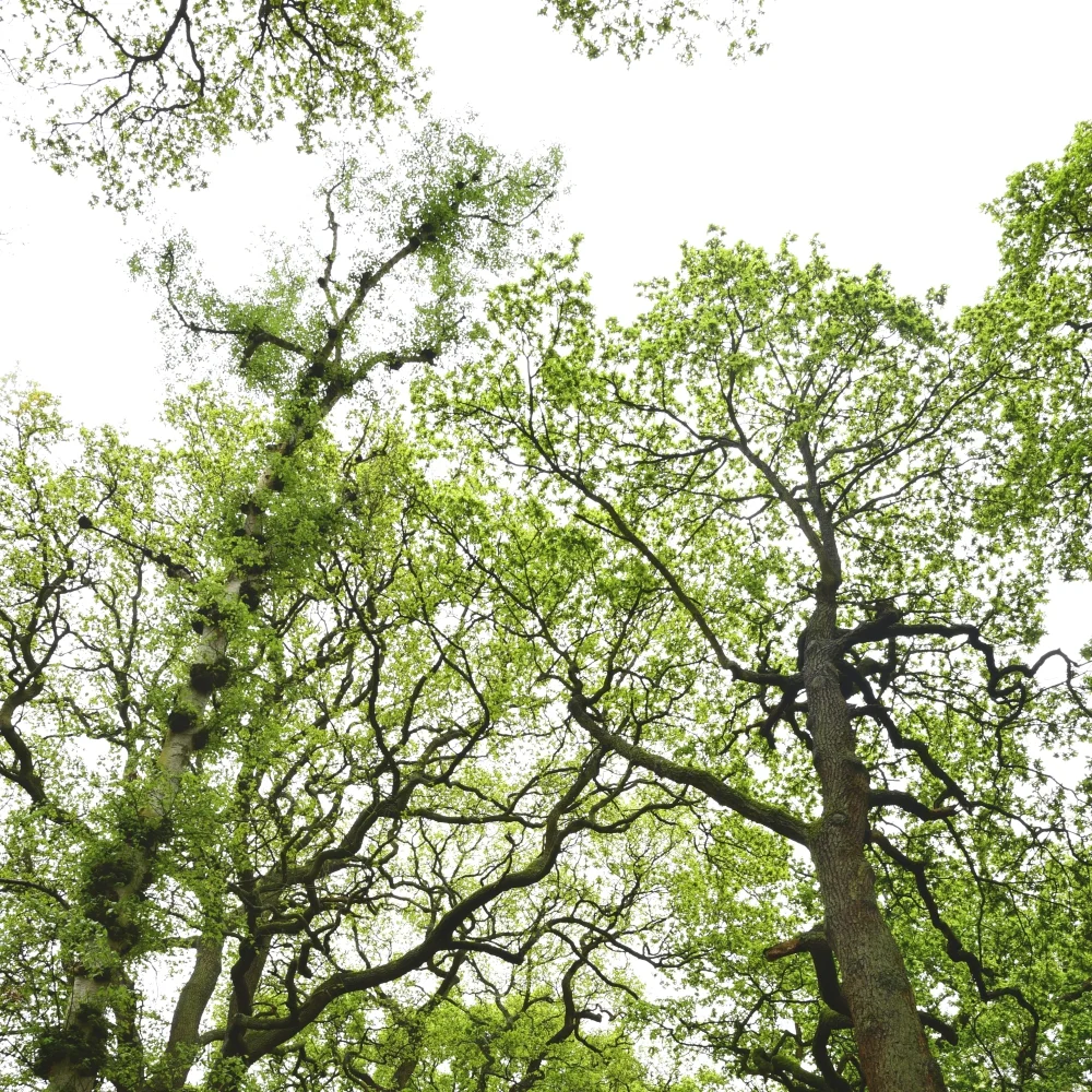 Oak trees Arthur Road Landscapes.jpg