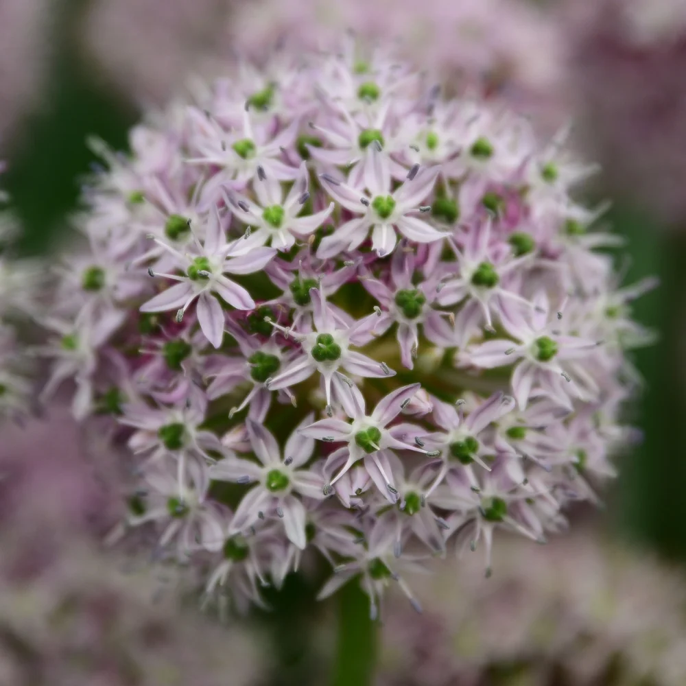 Allium Decipiens Arthur Road Landscapes.jpg