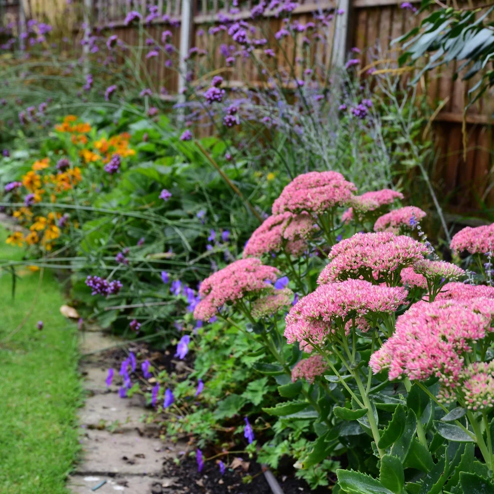 Wimbledon planting 12 Arthur Road Landscapes.jpg