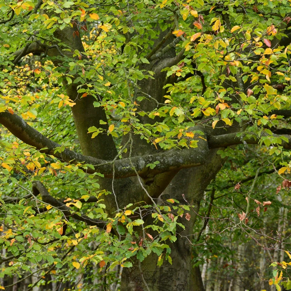 Beech tree Arthur Road Landscapes.jpg