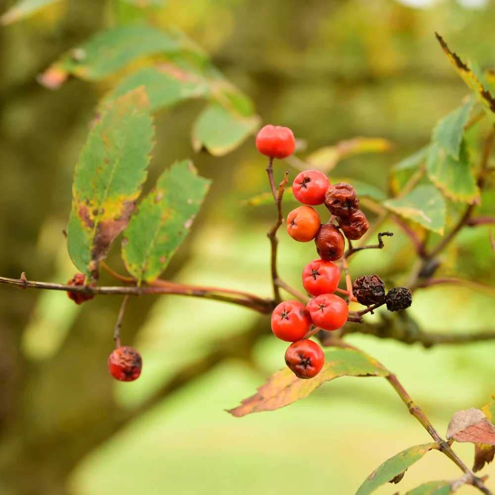 Sorbus berries Arthur Road Landscapes.jpg