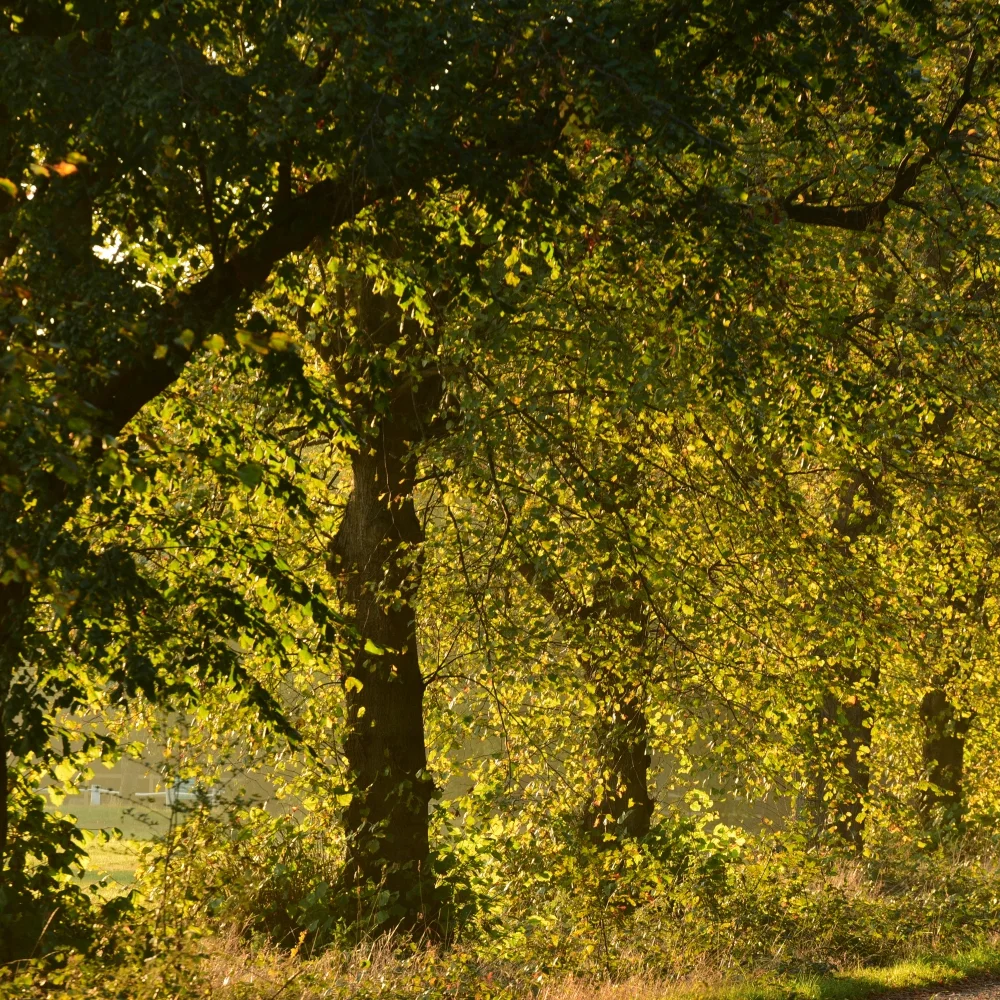 Lime trees Arthur Road Landscapes.jpg