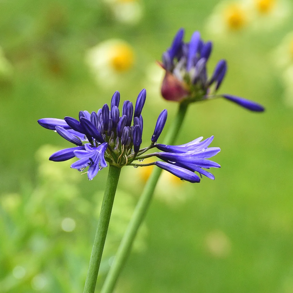 Agapanthus Navy Blue Wimbledon new planting project Arthur Road Landscapes.jpg