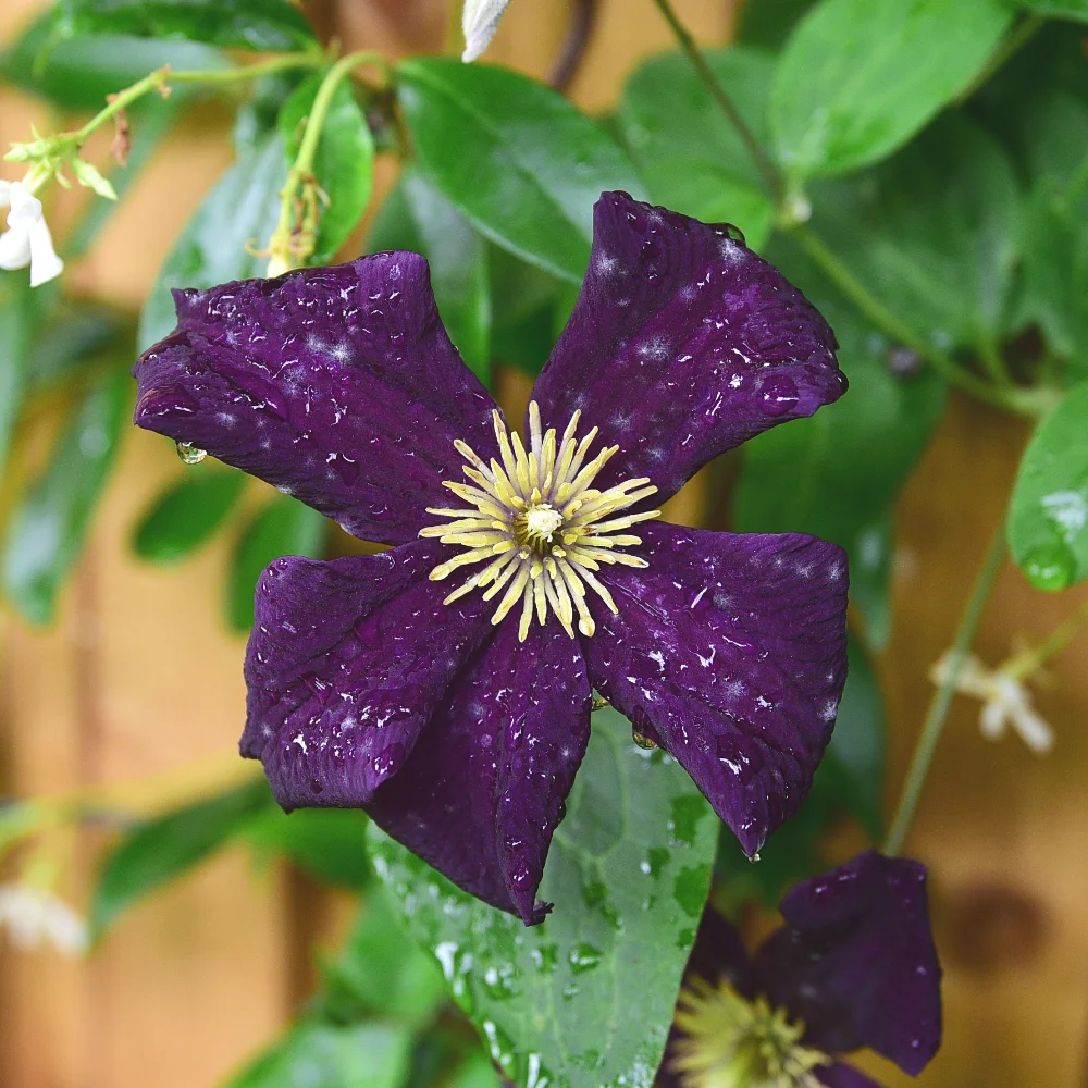 Clematis Romantika Wimbledon new planting project Arthur Road Landscapes.jpg