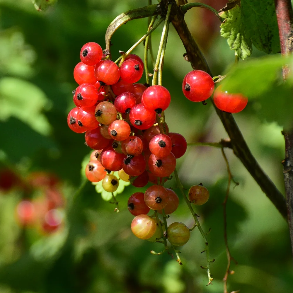 Redcurrants G&G Flower Farm Arthur Road Landscapes.jpg