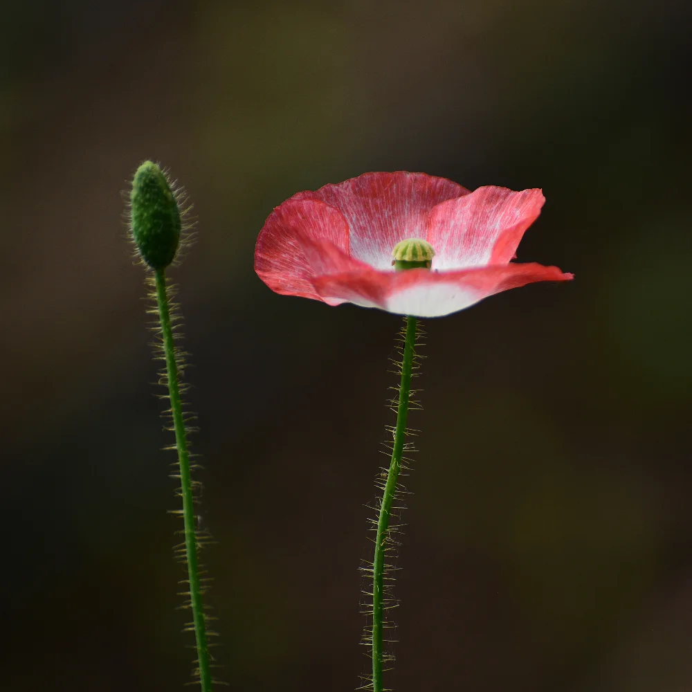 Poppies 3 G&G Flower Farm Arthur Road Landscapes.jpg